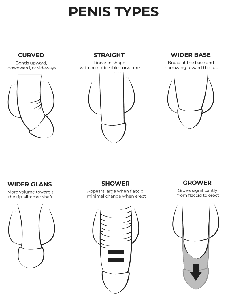 Penis Types