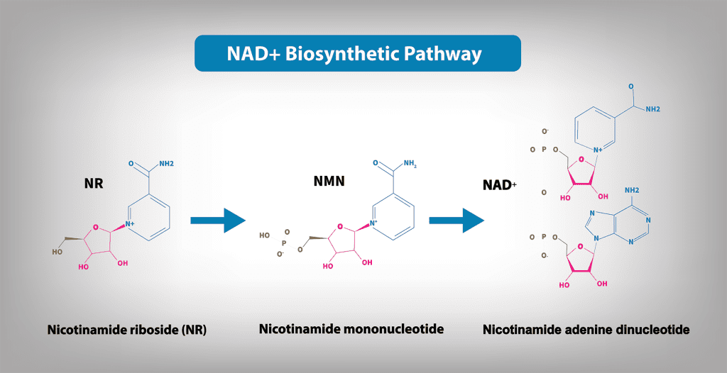 NAD +