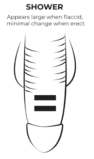 Grower penis